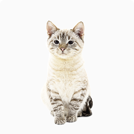 photo cat