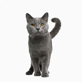 photo cat