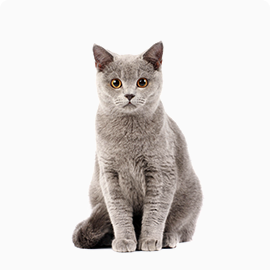 photo cat